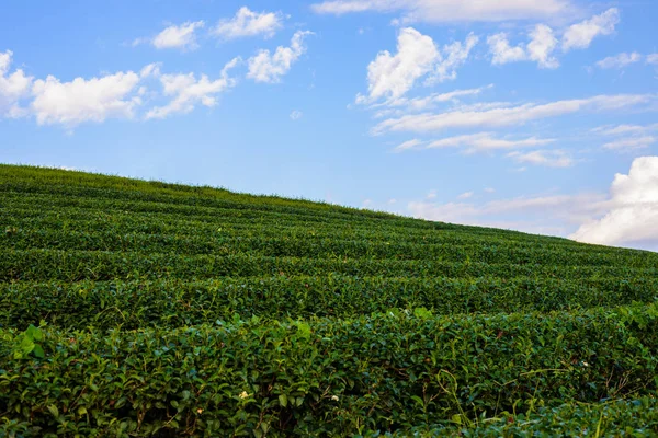 Campo de té verde con cielo azul —  Fotos de Stock