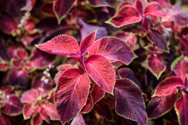 Plectranthus L'Her scutellarioides powszechnie — Zdjęcie stockowe