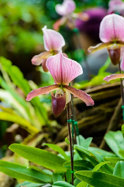 Měkké zaostření Paphiopedilum charlesworthii je druh rostlin — Stock fotografie