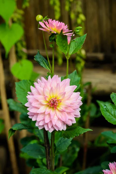 Güzel yıldız çiçeği çiçek — Stok fotoğraf