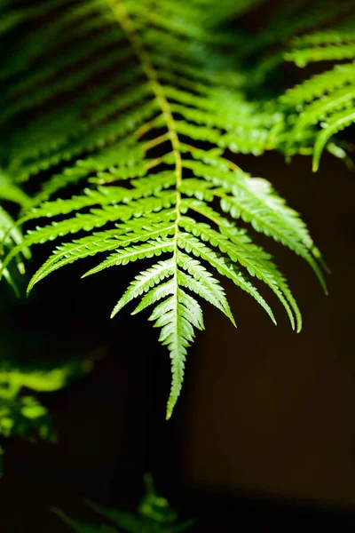 Belle foglie di felce verde — Foto Stock