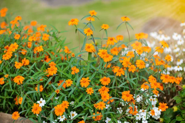 Flower with a little bug. The flower call Sphagneticola trilobat — Stock Photo, Image