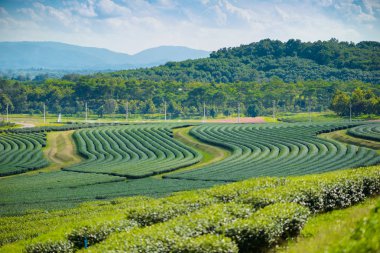 Yeşil çay alan mavi gökyüzü ile