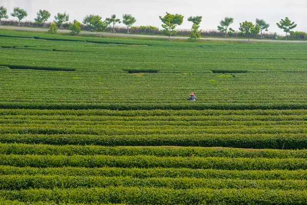 Green Tea Farm — Stock Photo, Image