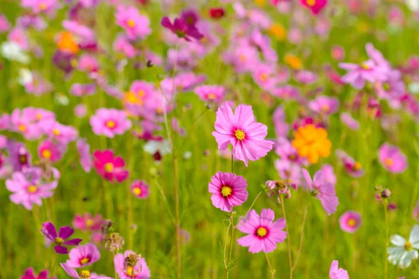 Flores del cosmos floreciendo —  Fotos de Stock