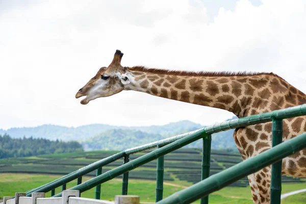 Closeup zürafa kafa — Stok fotoğraf
