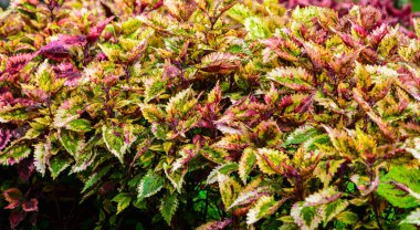 Plectranthus scutellarioides yaygın olarak