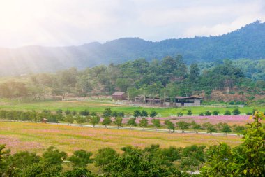 Cosmos çiçek alanı
