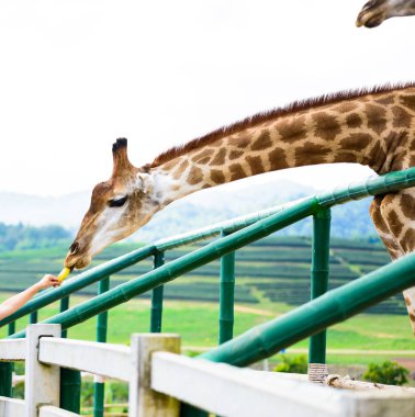 closeup zürafa kafa