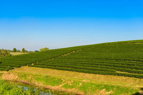 Quinta de chá verde — Fotografia de Stock