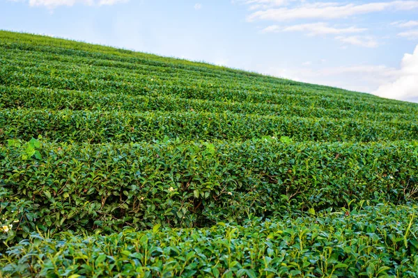 Green tea field with blue sky — Stock Photo, Image