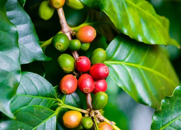 Coffee beans on tree — Stock Photo, Image