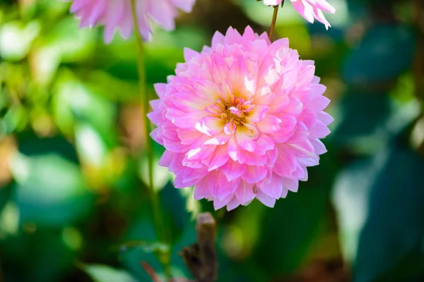 Güzel yıldız çiçeği çiçek — Stok fotoğraf
