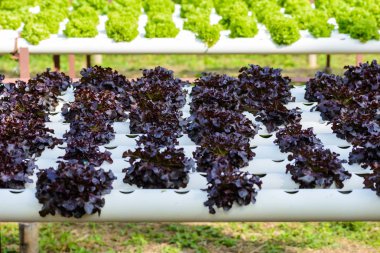 Organik hydroponic sebze ekimi