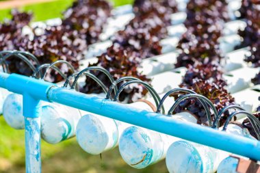 Organik hydroponic sebze ekimi