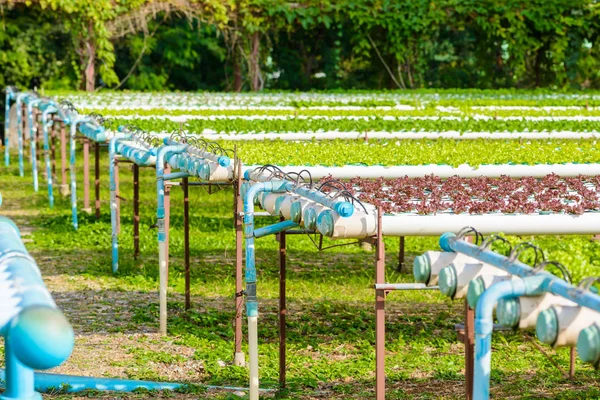 Ekologiskt hydrokultur grönsaksodling — Stockfoto