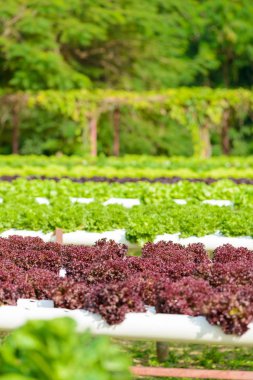 Organik hydroponic sebze ekimi