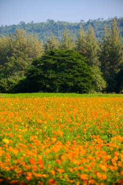 Sarı cosmos çiçek, Comos spp, Compositae, renk süreci