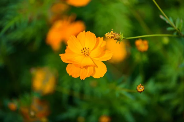 Yellow cosmos flower,Comos spp,Compositae , color process — Stock Photo, Image