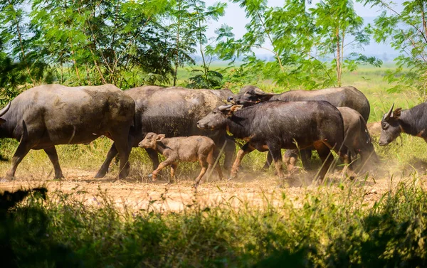 Rebaño de búfalos, animales mamíferos — Foto de Stock