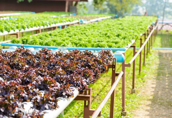 Ekologiskt hydrokultur grönsaksodling — Stockfoto
