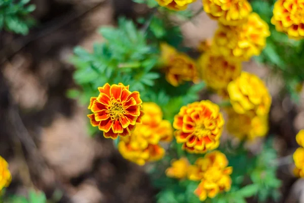 Red and Yellow Marigold Flower — Stock Photo, Image