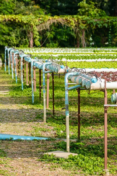 Cultivo vegetal hidropônico orgânico — Fotografia de Stock