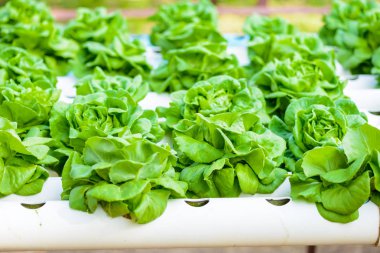 Organik hydroponic sebze ekimi