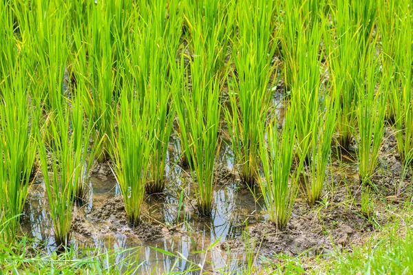 Tineri germeni de orez gata să crească — Fotografie, imagine de stoc