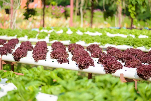 Organik hydroponic sebze ekimi