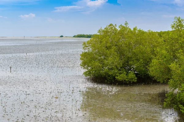 Manglar Rhizophora mucronata — Foto de Stock