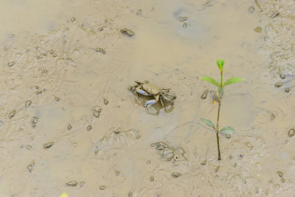 Geisterkrabbe, Geisterkrabbe (ocypodidae) beim Spazierengehen in der Mangrove — Stockfoto