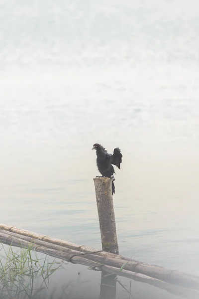 Indischer Kormoran, Phalacrocorax fuscicollis, dunkler Vogel in der Natur — Stockfoto