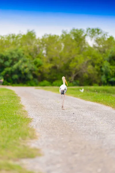 Cigogne peinte (Mycteria leucocephala) ) — Photo