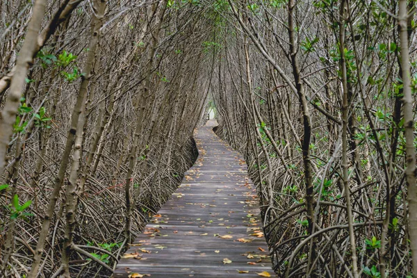 Túnel de árvore, ponte de madeira na floresta de mangue — Fotografia de Stock