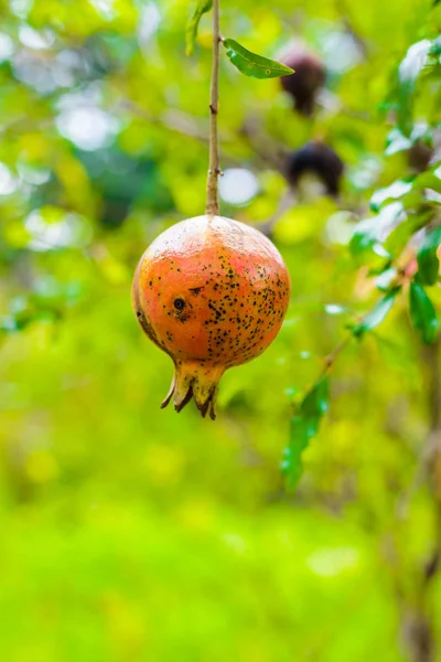 Punica granatum Diseased — Stock Photo, Image