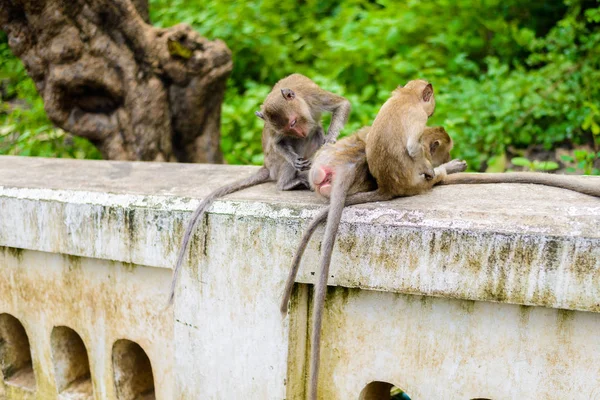 Macacos (caranguejo comendo macaco) preparando um ao outro . — Fotografia de Stock