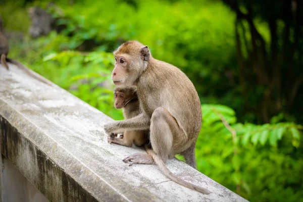 Macacos (caranguejo comendo macaco) preparando um ao outro . — Fotografia de Stock