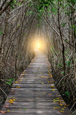 Ağaç tünel, mangrov orman içinde ahşap köprü