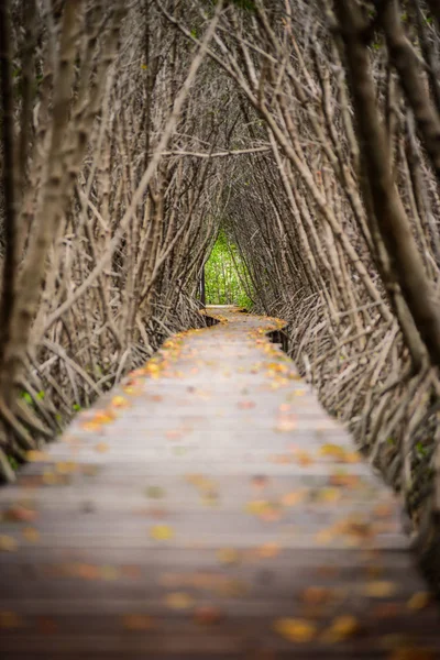 ツリー トンネル、マングローブ林の木造橋 — ストック写真