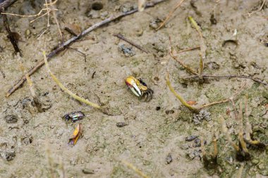 Kemancı Yengeç, hayalet mangrov içinde yürüyüş Yengeç (Ocypodidae)