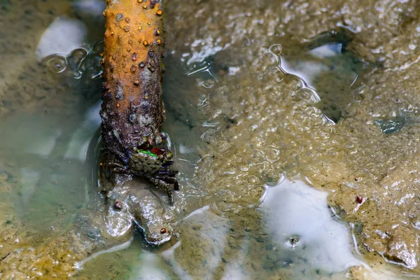 Hegedűs rák, szellem rák (Ocypodidae), séta a mocsárban — Stock Fotó