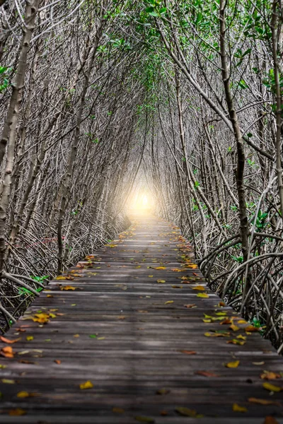 ツリー トンネル、マングローブ林の木造橋 — ストック写真