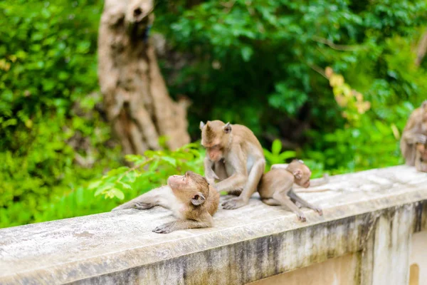 Macacos (caranguejo comendo macaco) preparando um ao outro . — Fotografia de Stock