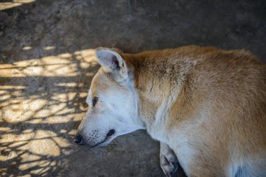 kiremit katta uyuyan köpeği