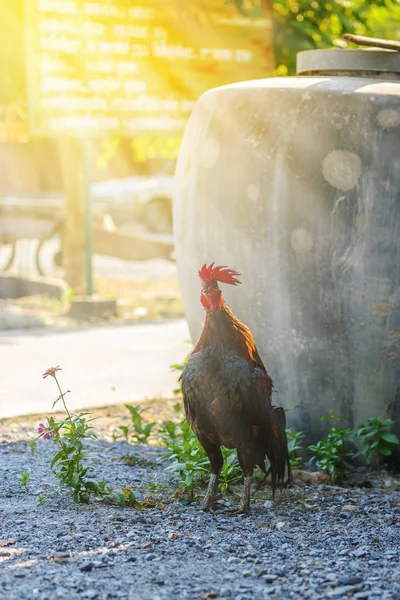 Gallo colorido o gallo de lucha en la granja — Foto de Stock