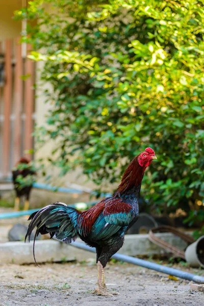 Colorful rooster or fighting cock in the farm — Stock Photo, Image