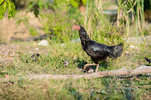 Gallinas y rebaños, gallinas pollitas bandada de pie en el suelo, bandadas — Foto de Stock