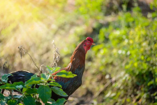 Colorful rooster or fighting cock in the farm — Stock Photo, Image