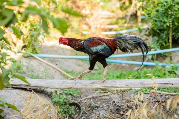 Galo colorido ou galo de luta na fazenda — Fotografia de Stock